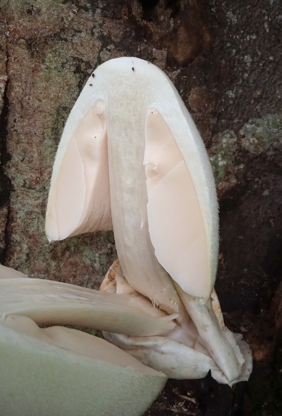 volvariella bombycina 3