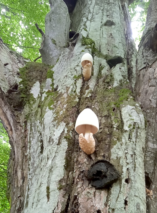 volvariella bombycina 5